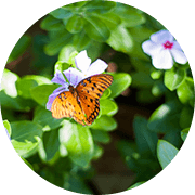 나비 이미지